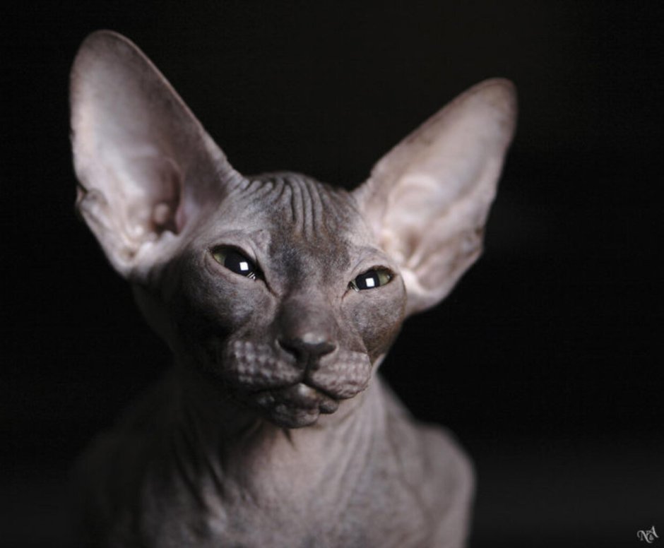 Сфинкс Петерболд серый