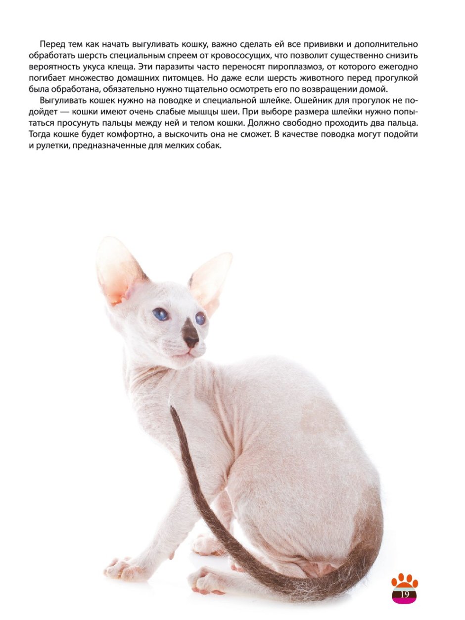 Петерболд на белом фоне