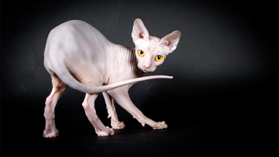 Королевский сфинкс кошка