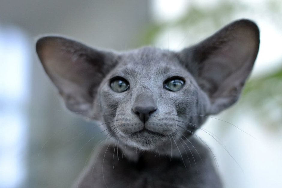 Ориентальный кот