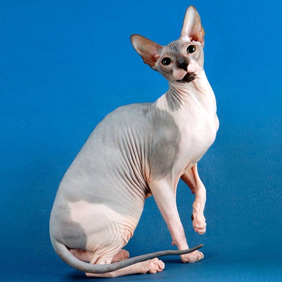Египетская кошка сфинкс Донской