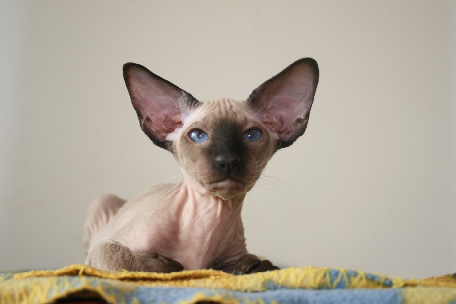 Петербургский сфинкс Лиза