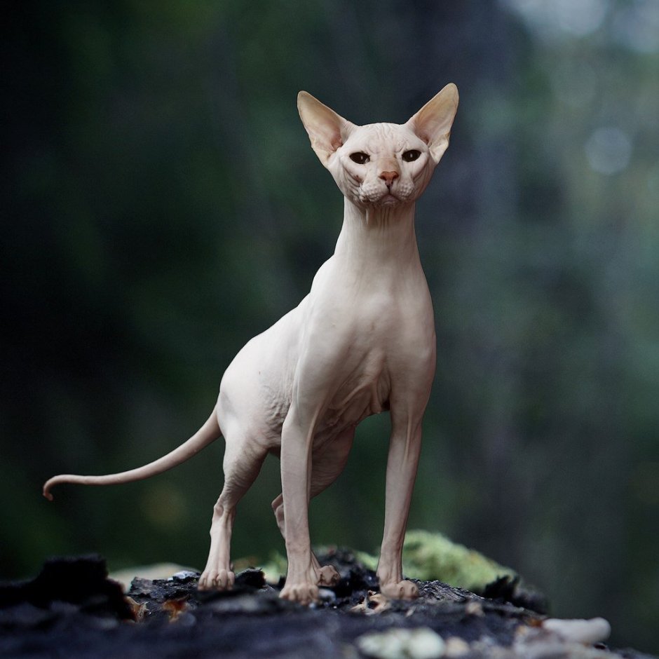 Петерболд собака