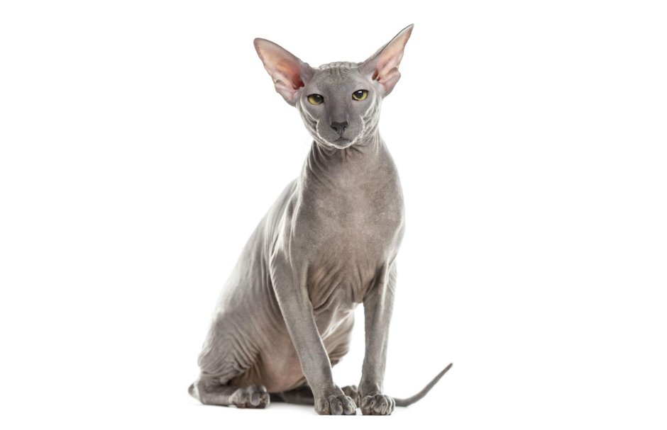 Петерболд биколор белый корица