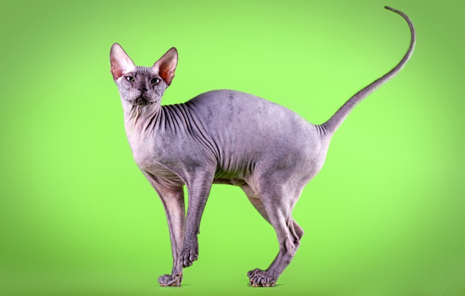 Донской сфинкс и Петерболд