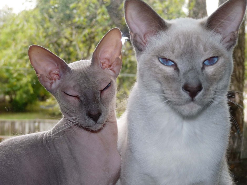 Петерболд кошка браш