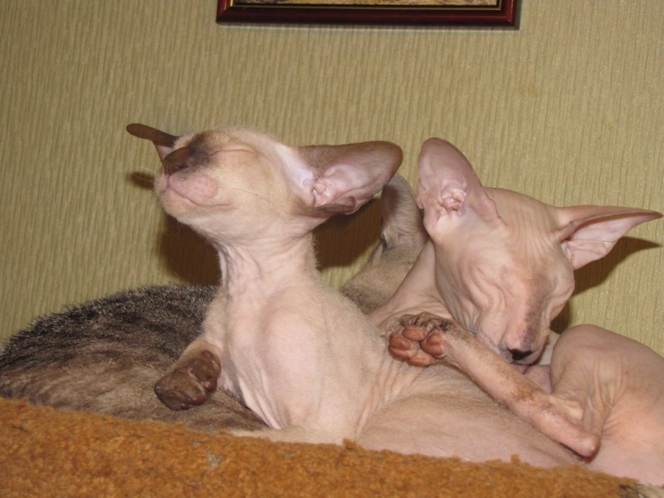 Петербургский сфинкс че они едят