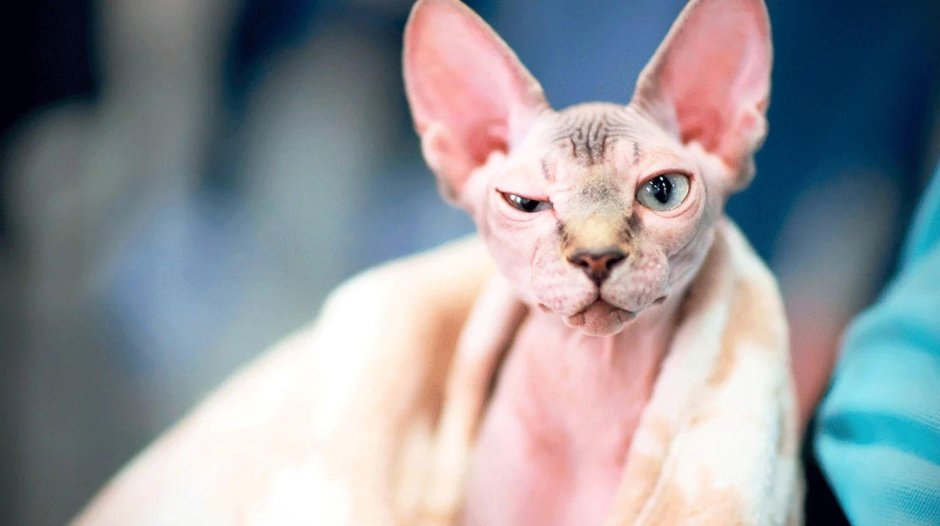 Заворот века у донских сфинксов