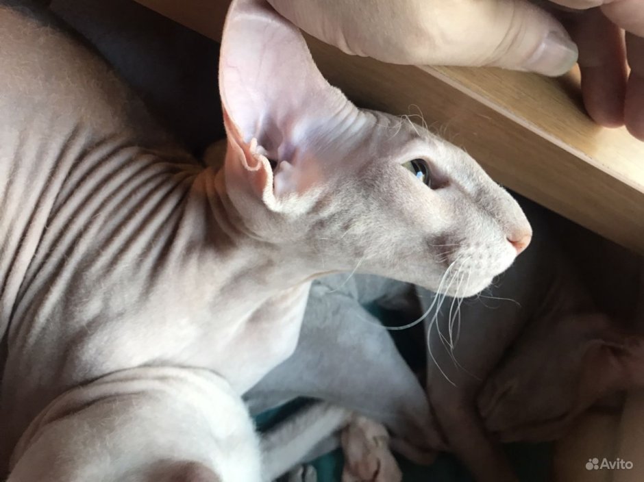 Сиамский Петерболд