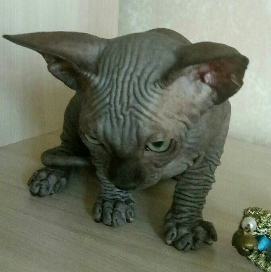 Кот сфинкс мальчик