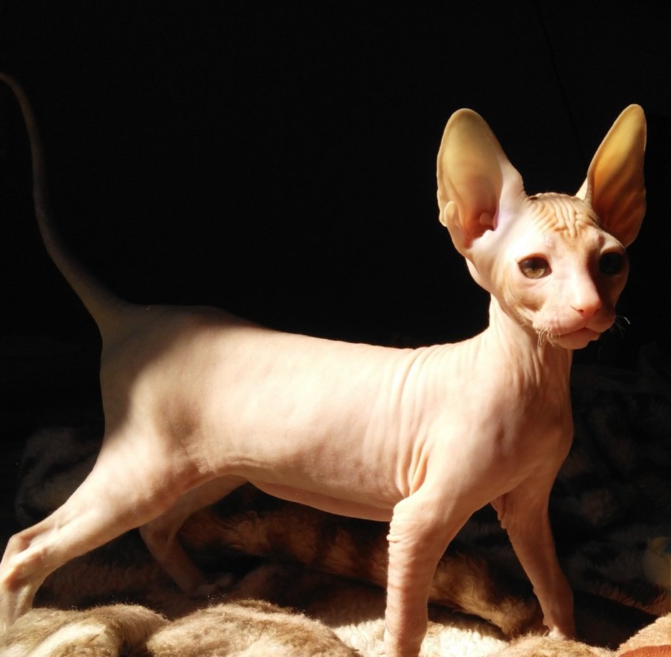 Питомник канадских сфинксов etereo, Москва