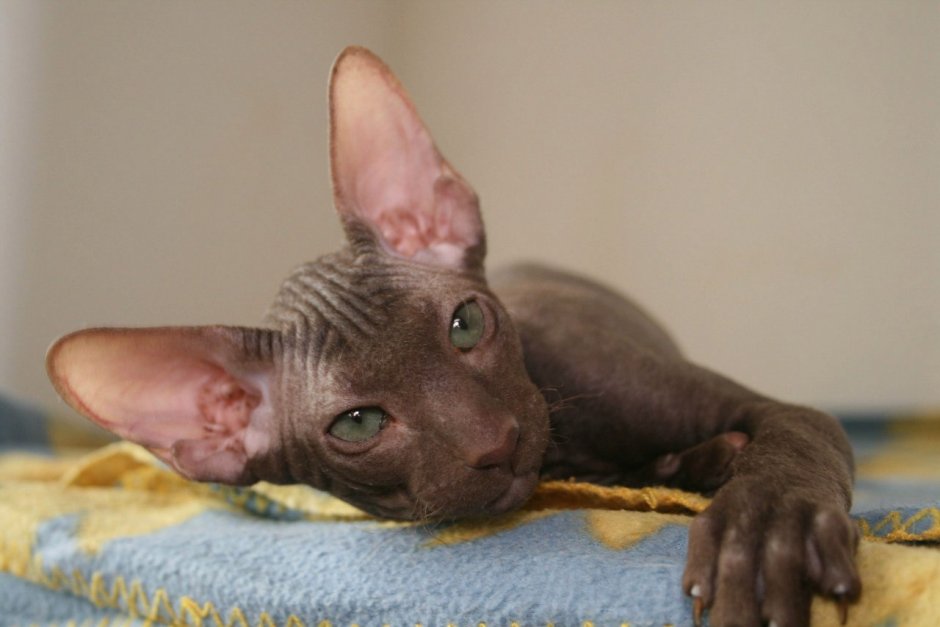 Петерболд браш Пойнт