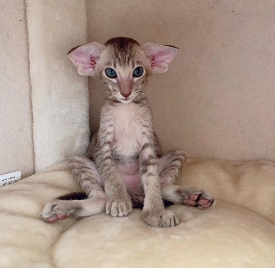 Ориентальный кот грузин