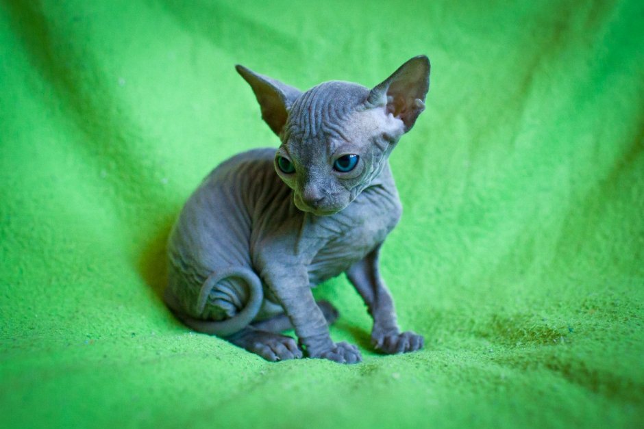 Петерболд Петербургский сфинкс