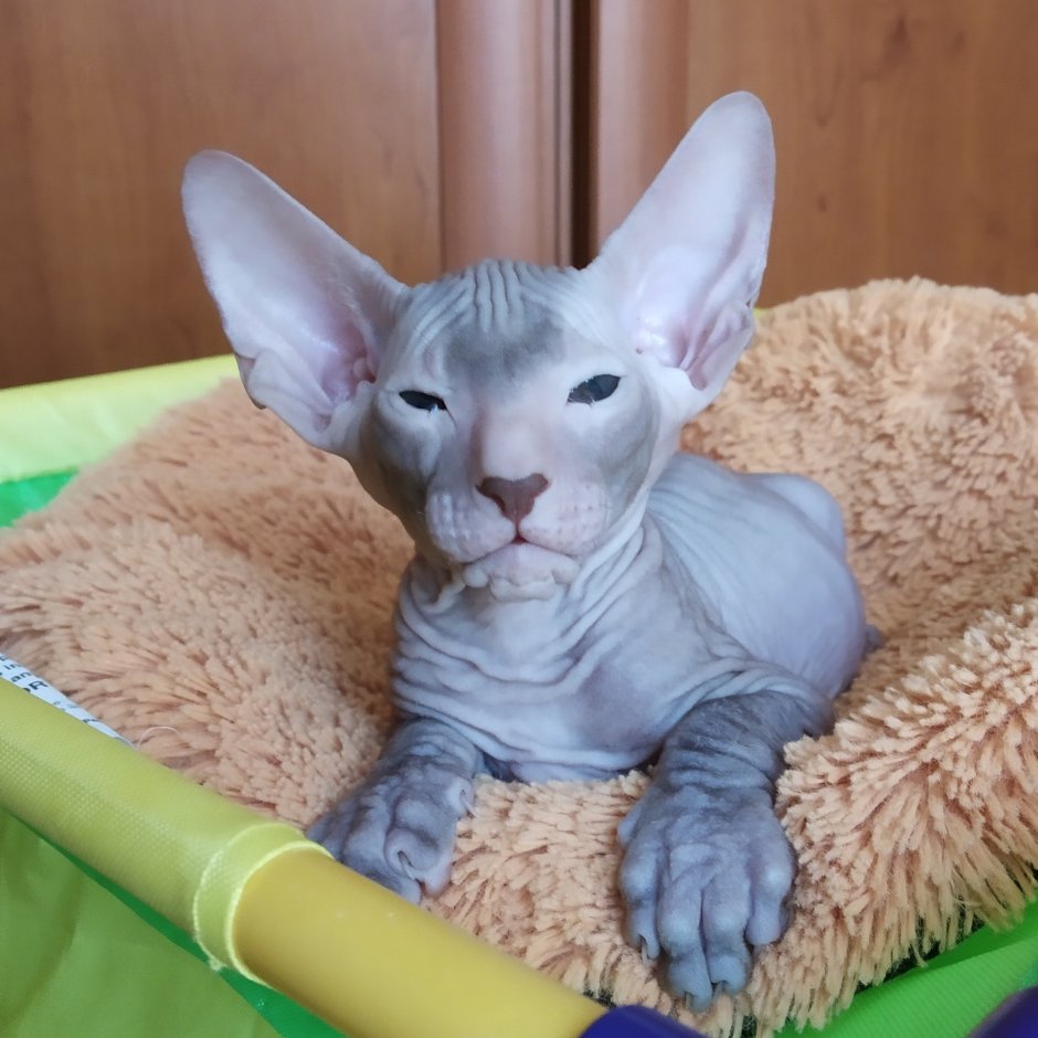 Петерболд флок