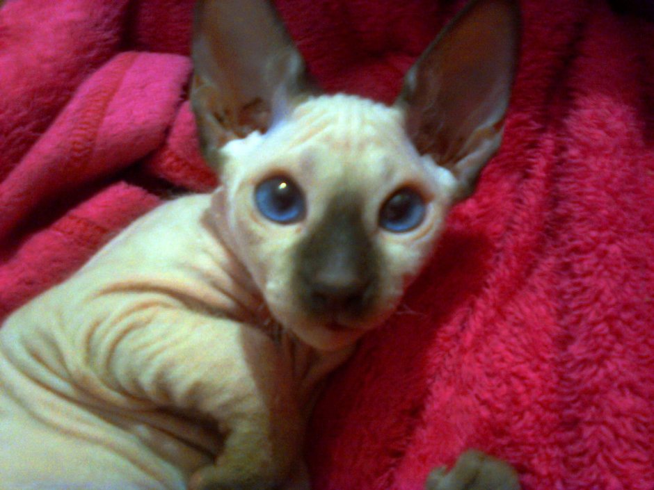 Сфинкс в искусстве