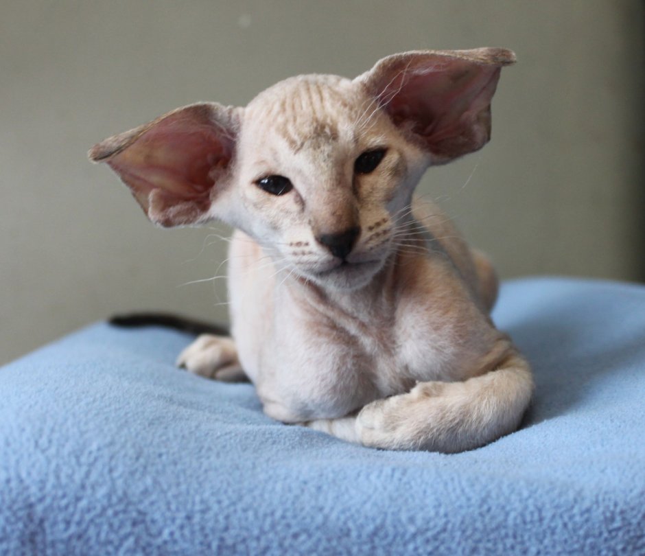 Сфинкс Петерболд