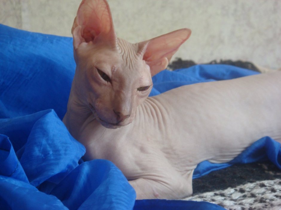 Петербургский сфинкс котенок