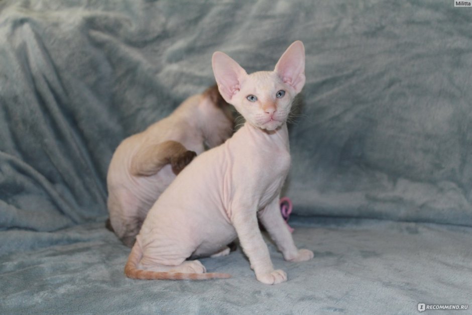 Питерский сфинкс Елены Алехиной