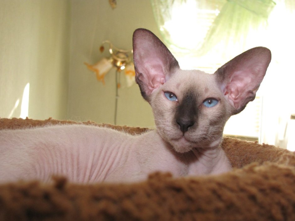 Сфинкс Петерболд флоковый