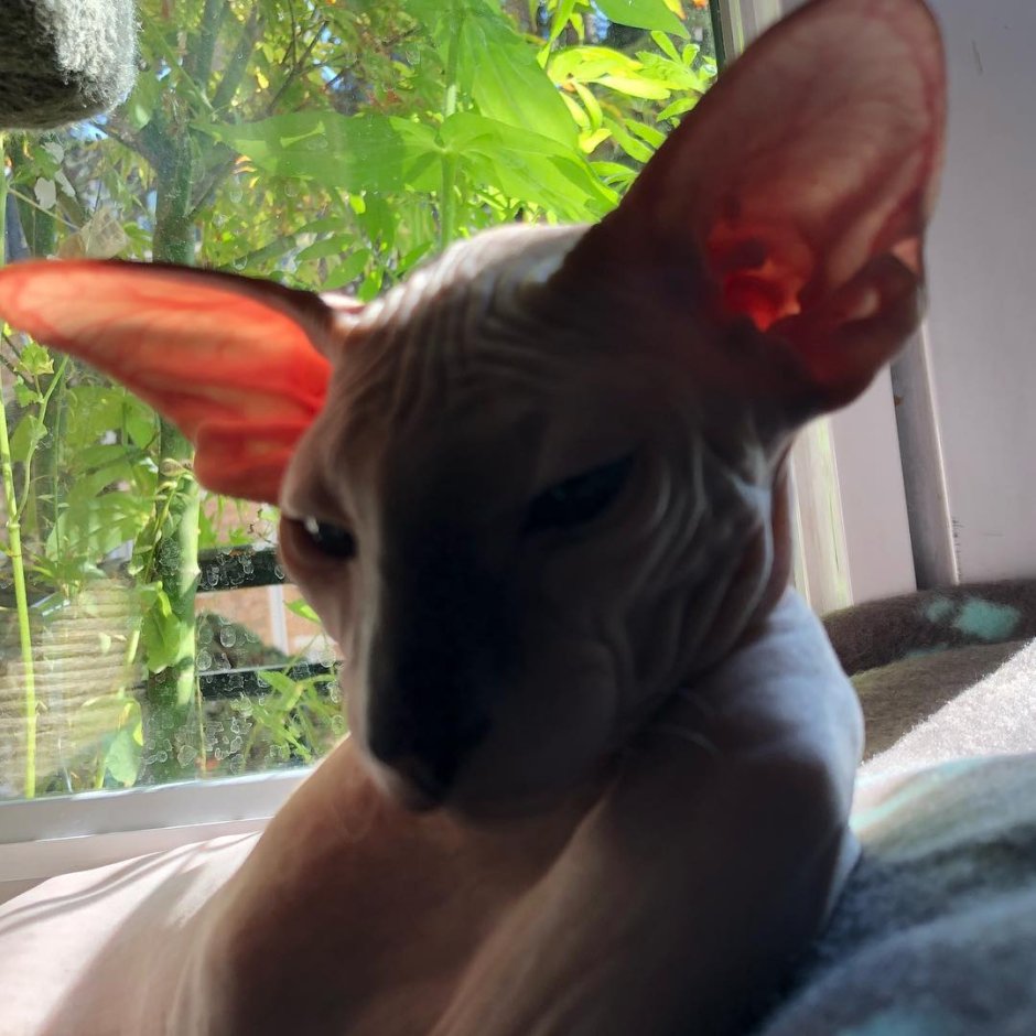 Петерболд рыжий маленький