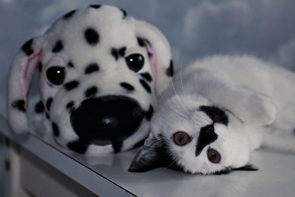 Кот далматинец