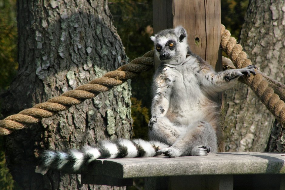 Кошачий лемур Мадагаскар