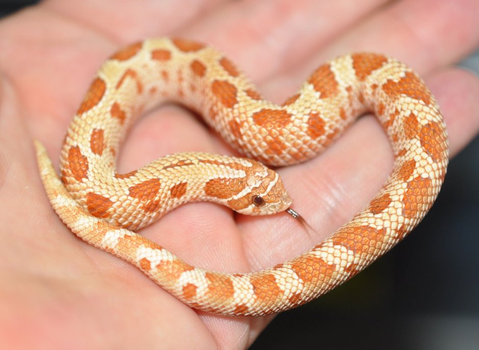 Маисовый полоз Albino/Amel