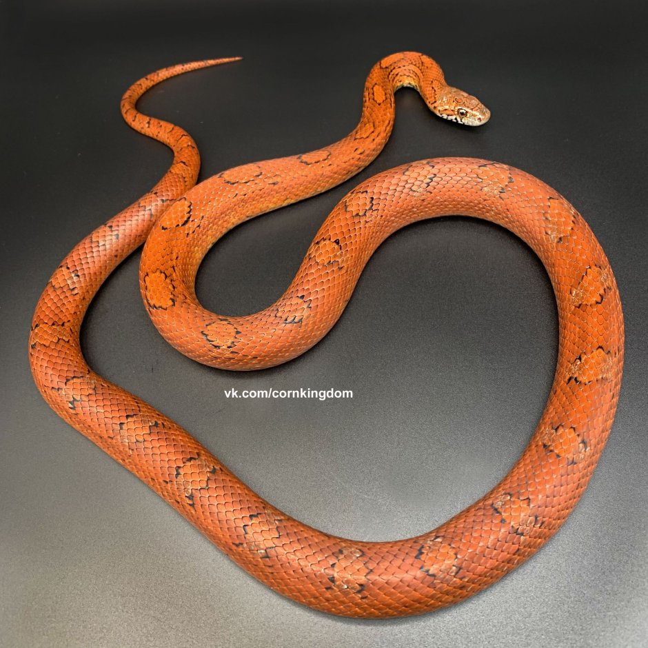 Маисовый полоз МОРФА Blood Red