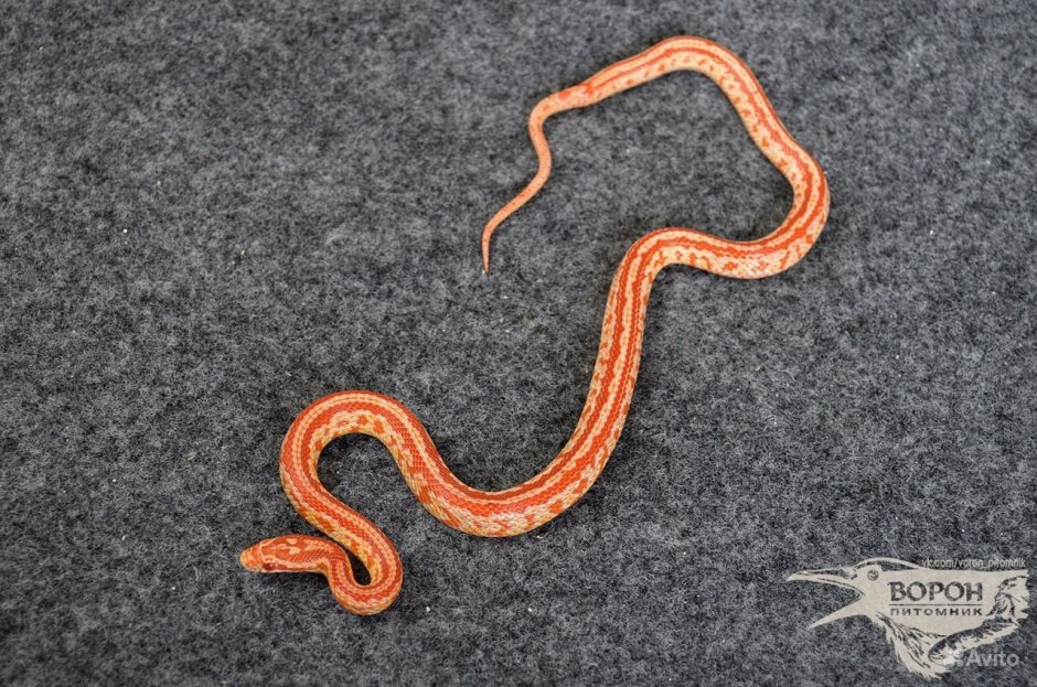 Маисовый полоз Hypo