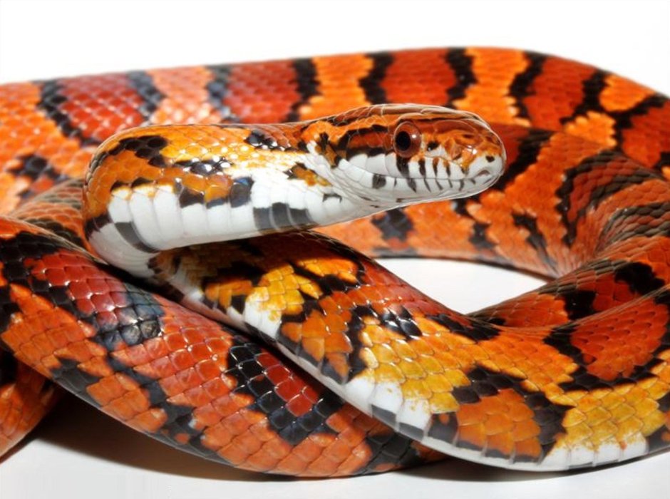 Corn Snake Morphs Eyes