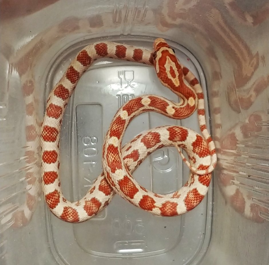 Маисовый полоз Motley Stripe