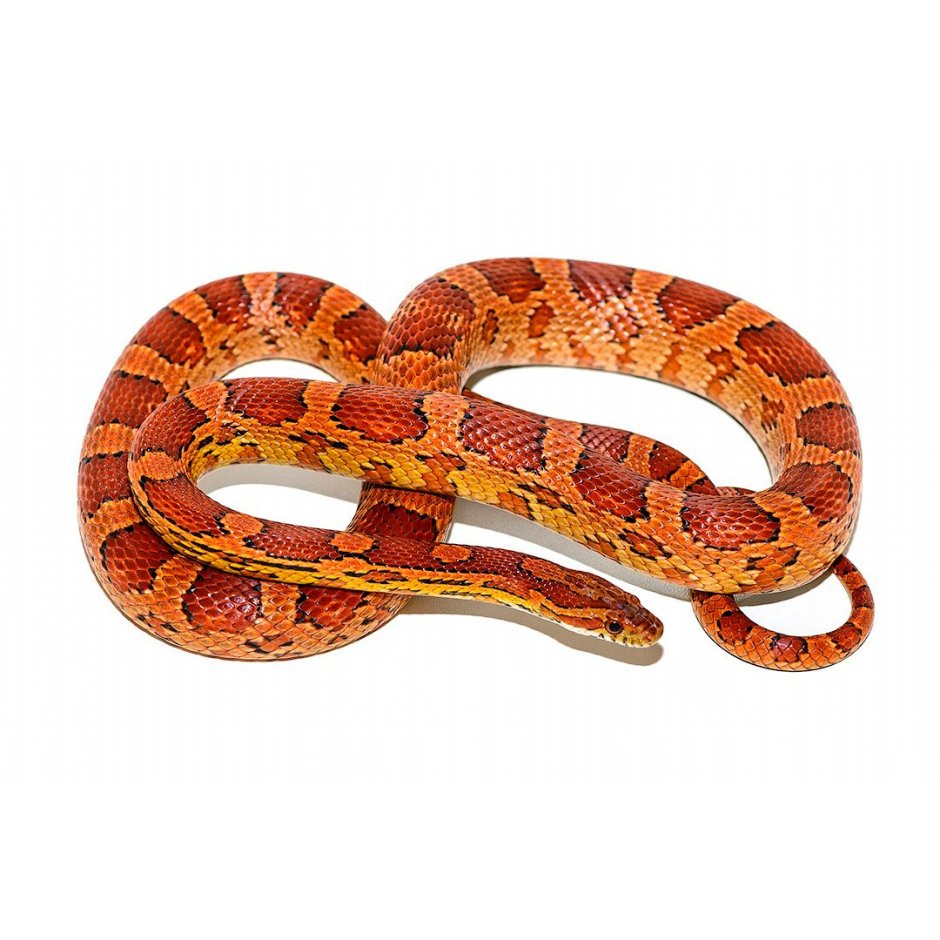 Маисовый полоз (Pantherophis guttatus)