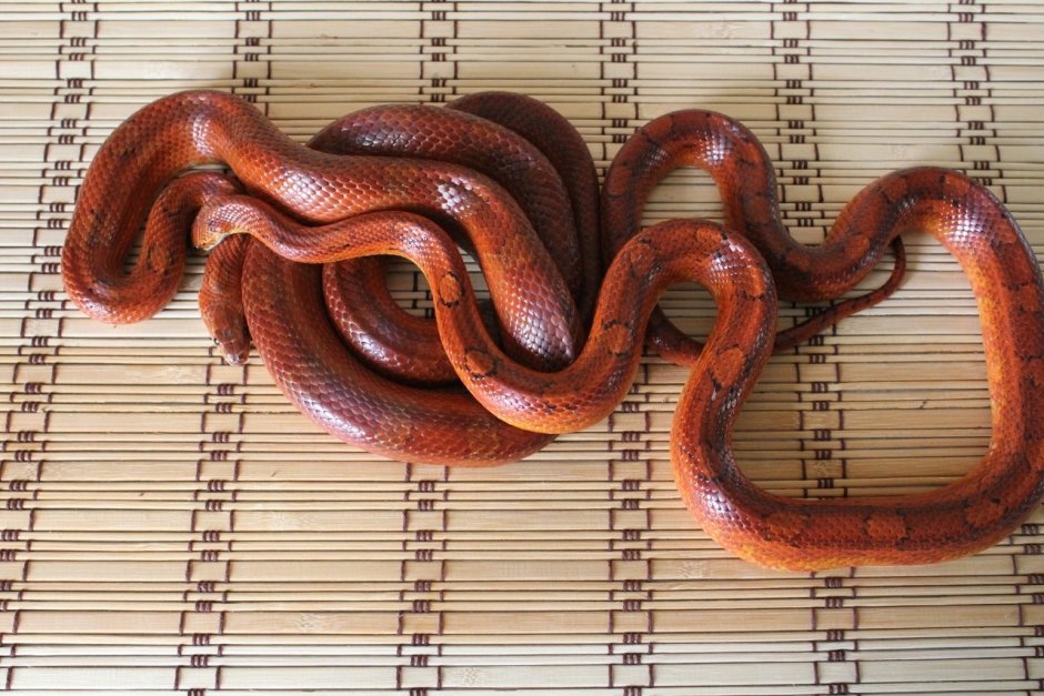 Маисовый полоз Hypo