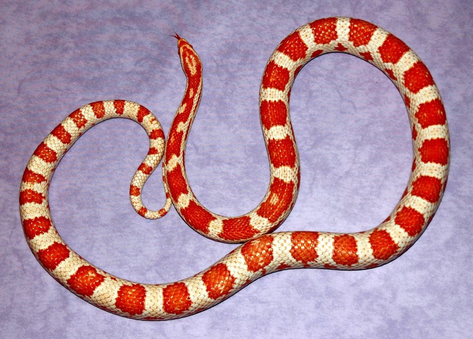 Candy Cane полоз