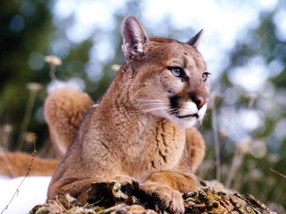 Puma concolor Puma