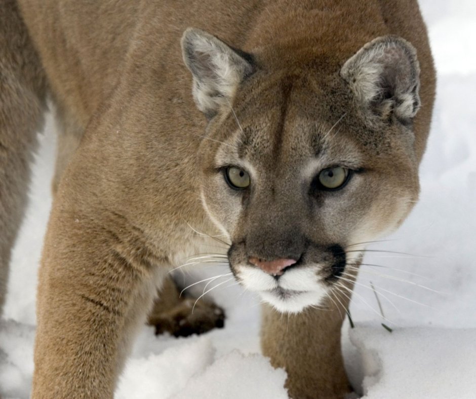 Puma concolor couguar