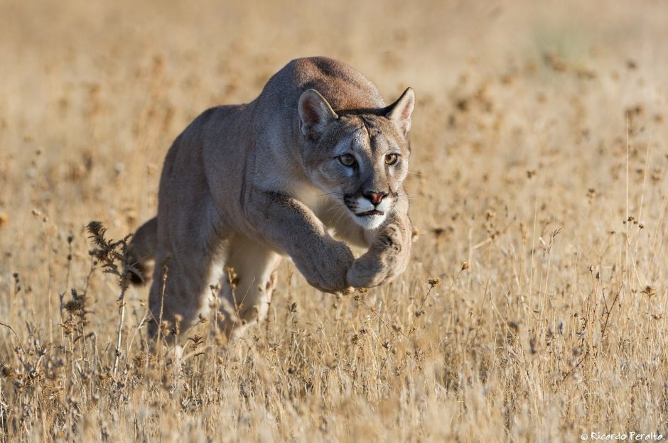 Пума (Puma concolor):