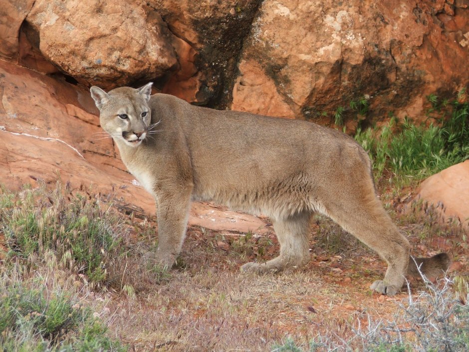 Puma concolor congoguar