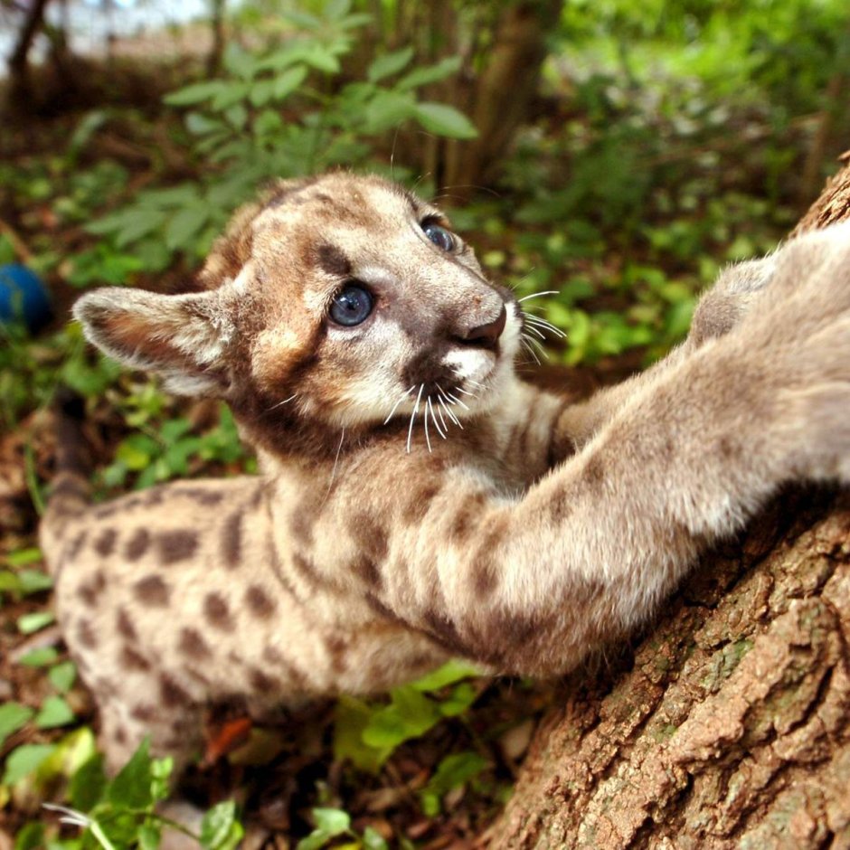 Florida a Wild Cat