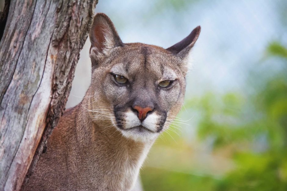 Пума (Puma concolor):