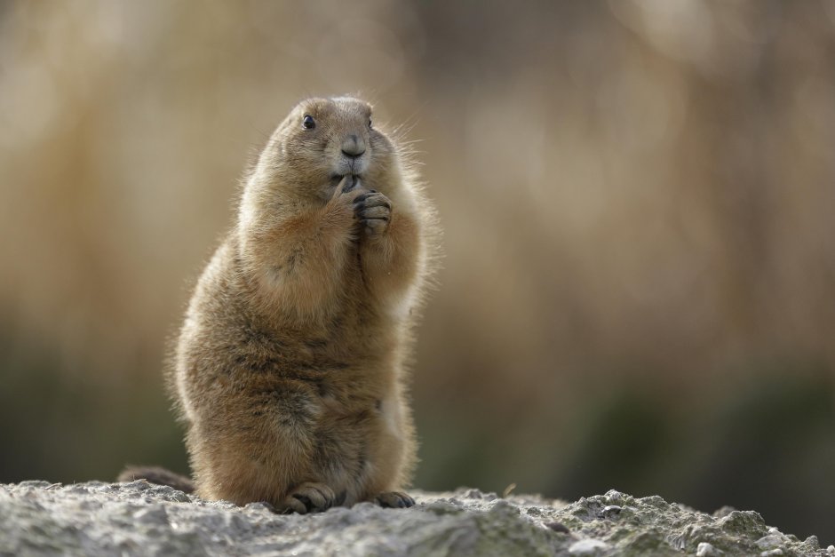 Сурок Степной, Байбак (Marmota Bobak)