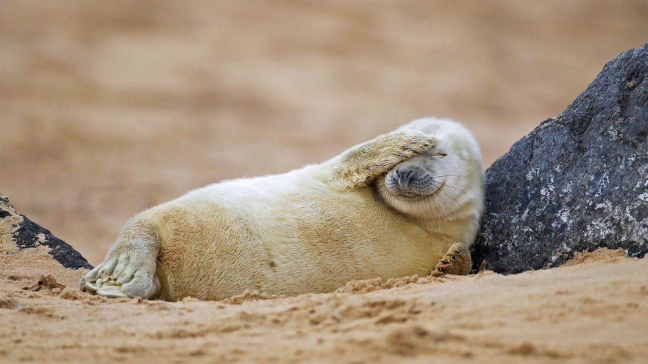 Seals in Blakeney