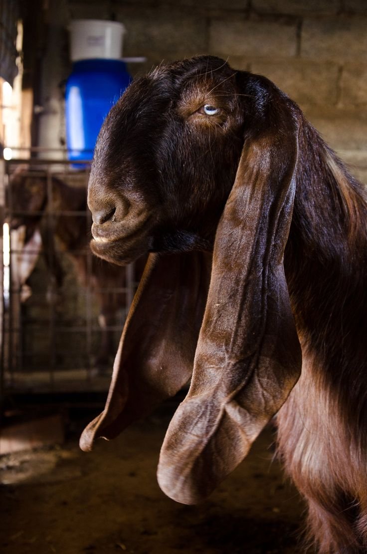 Порода Козлов Шами