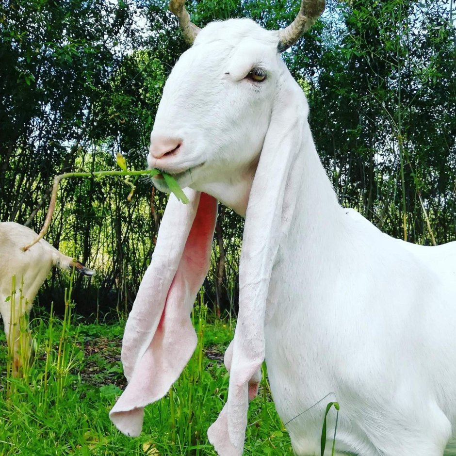 Гулаби козы