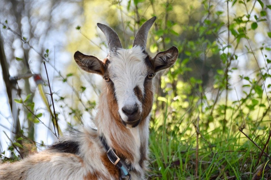 Козы с длинными ушами