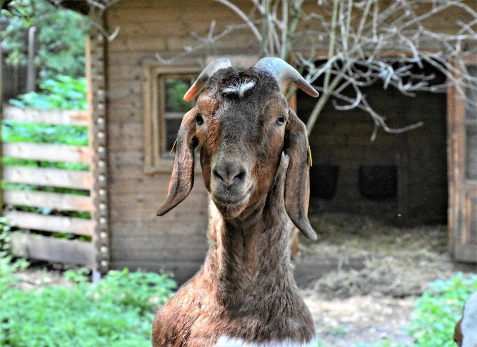 Нубийские козы с длинными ушами