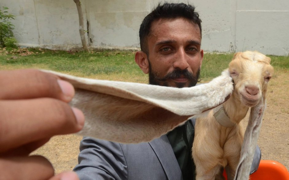 Пакистанские козы