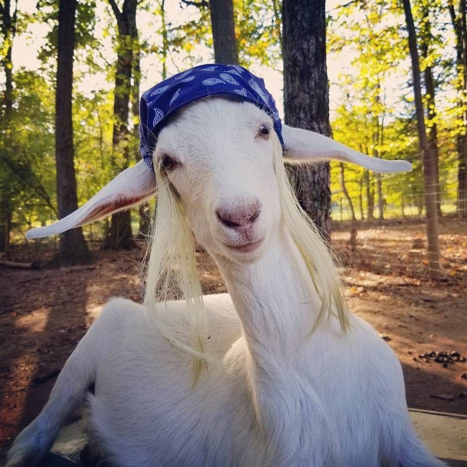 Смешной козлик