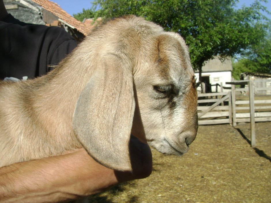 Нубийские Шами